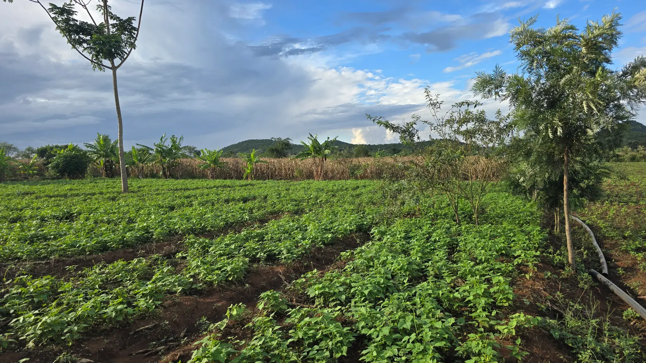 A field of beans growing on red soil with hills in the distance