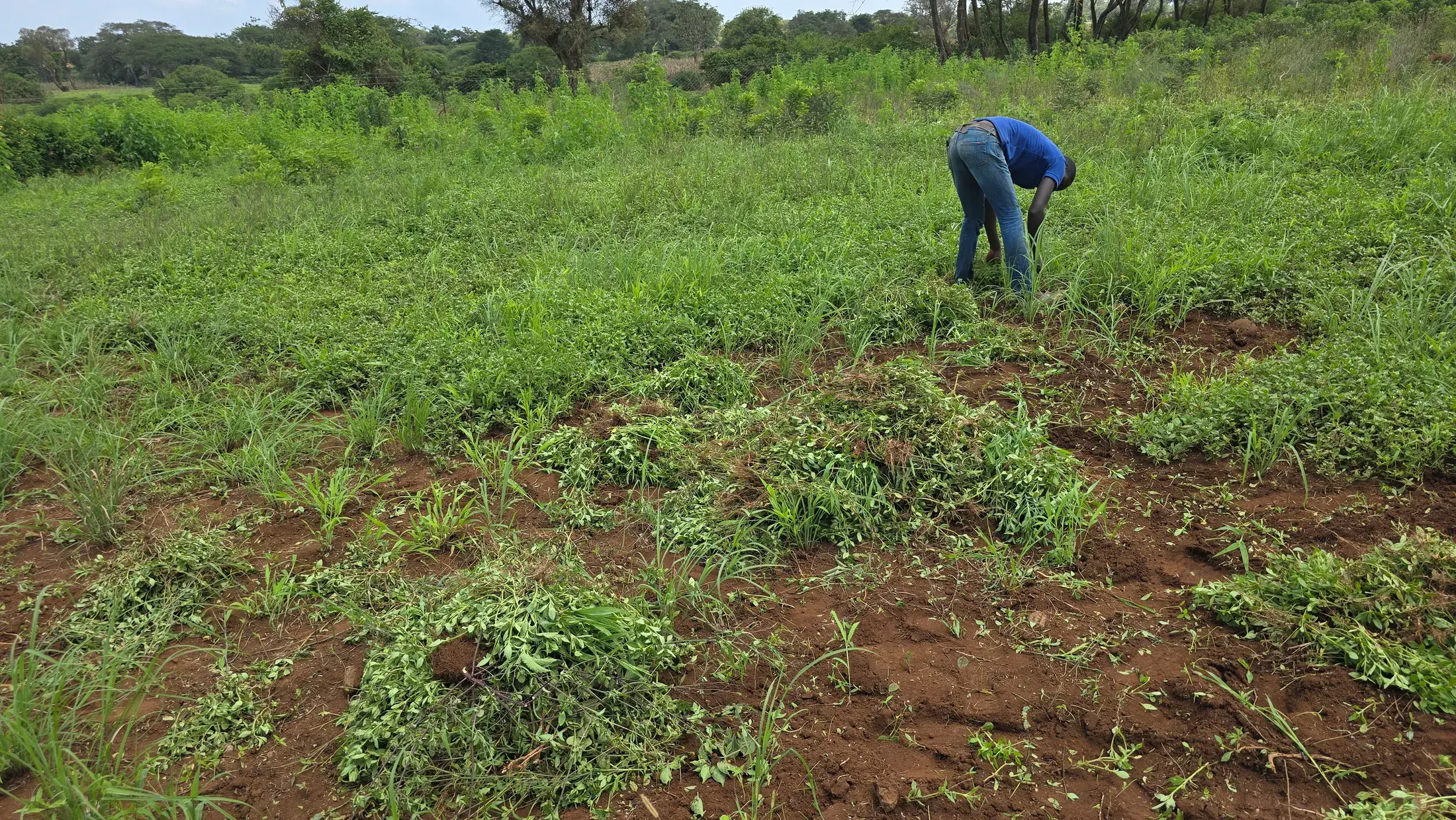 A stand of Boma Rhodes grass being hand weeded on red soil