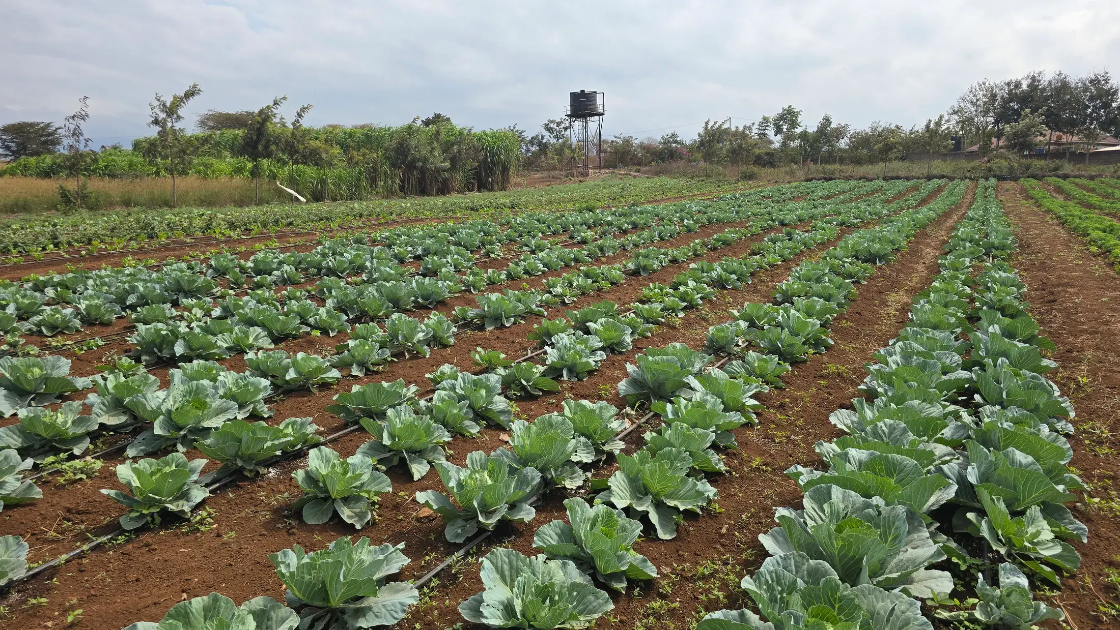 Rows of mature cabbages heading up in a drip irrigated field