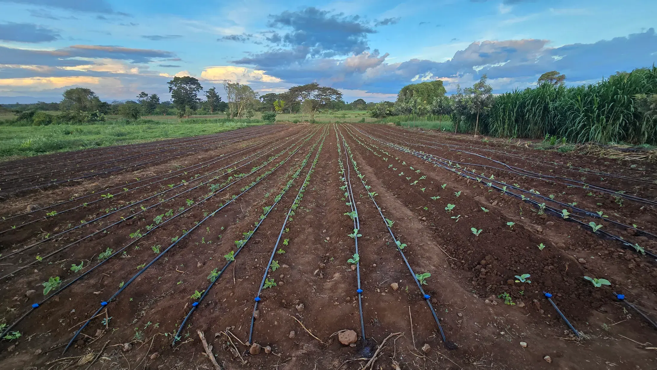 Drip irrigated seedling rows at sunset with Juncao at the field edge