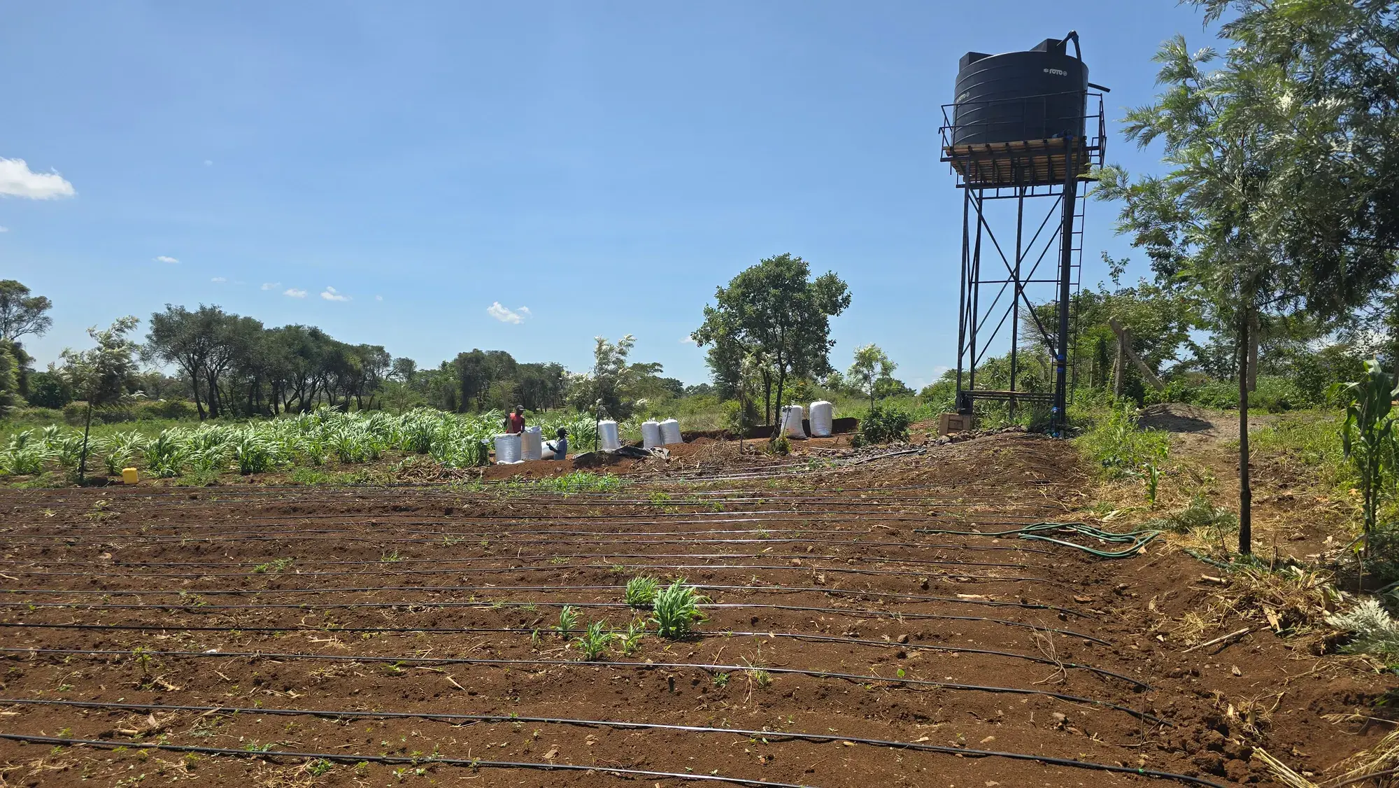 Freshly prepared beds with drip lines laid out beneath the water tower