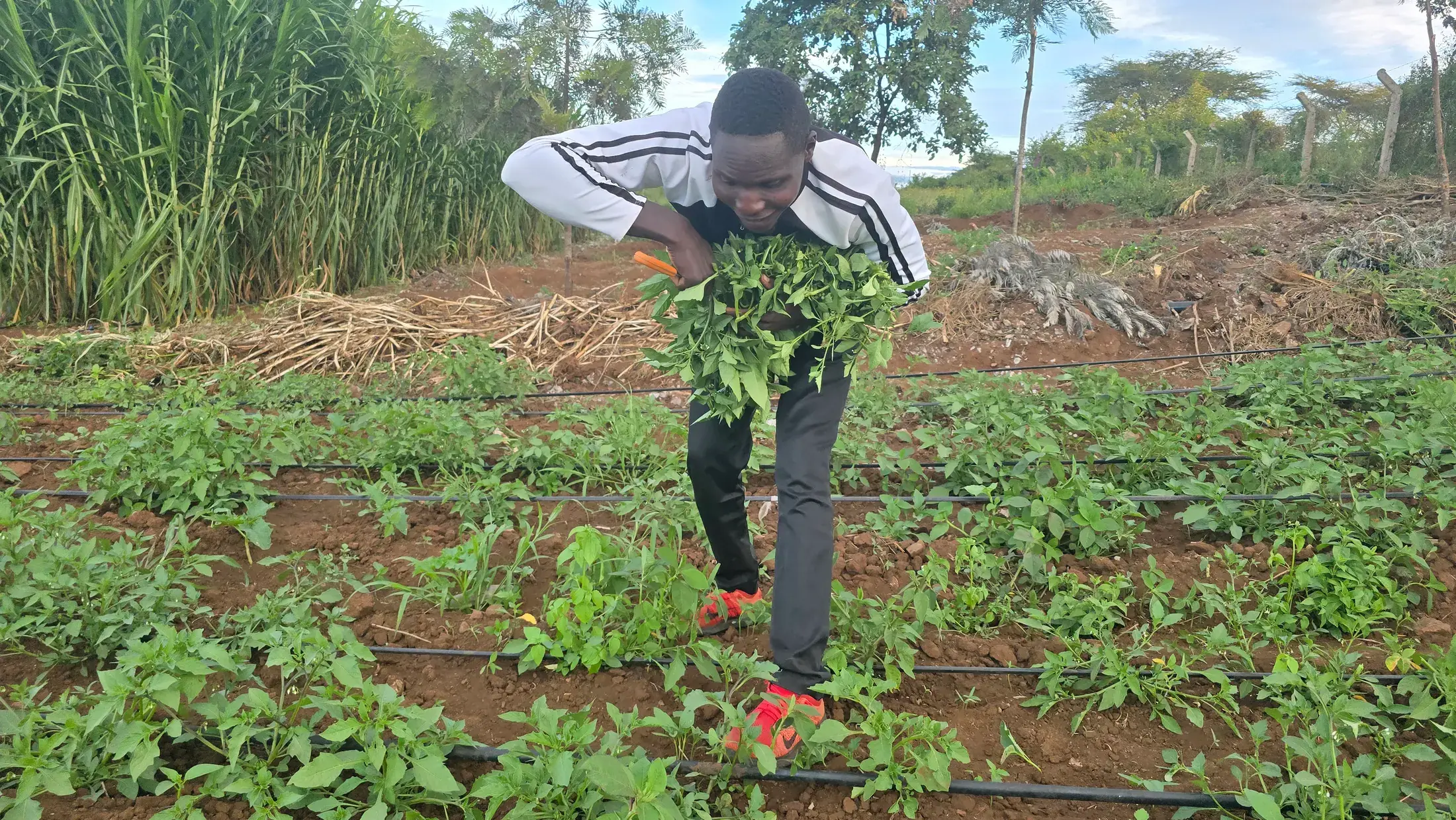 A farm worker cutting greens from a drip irrigated bed