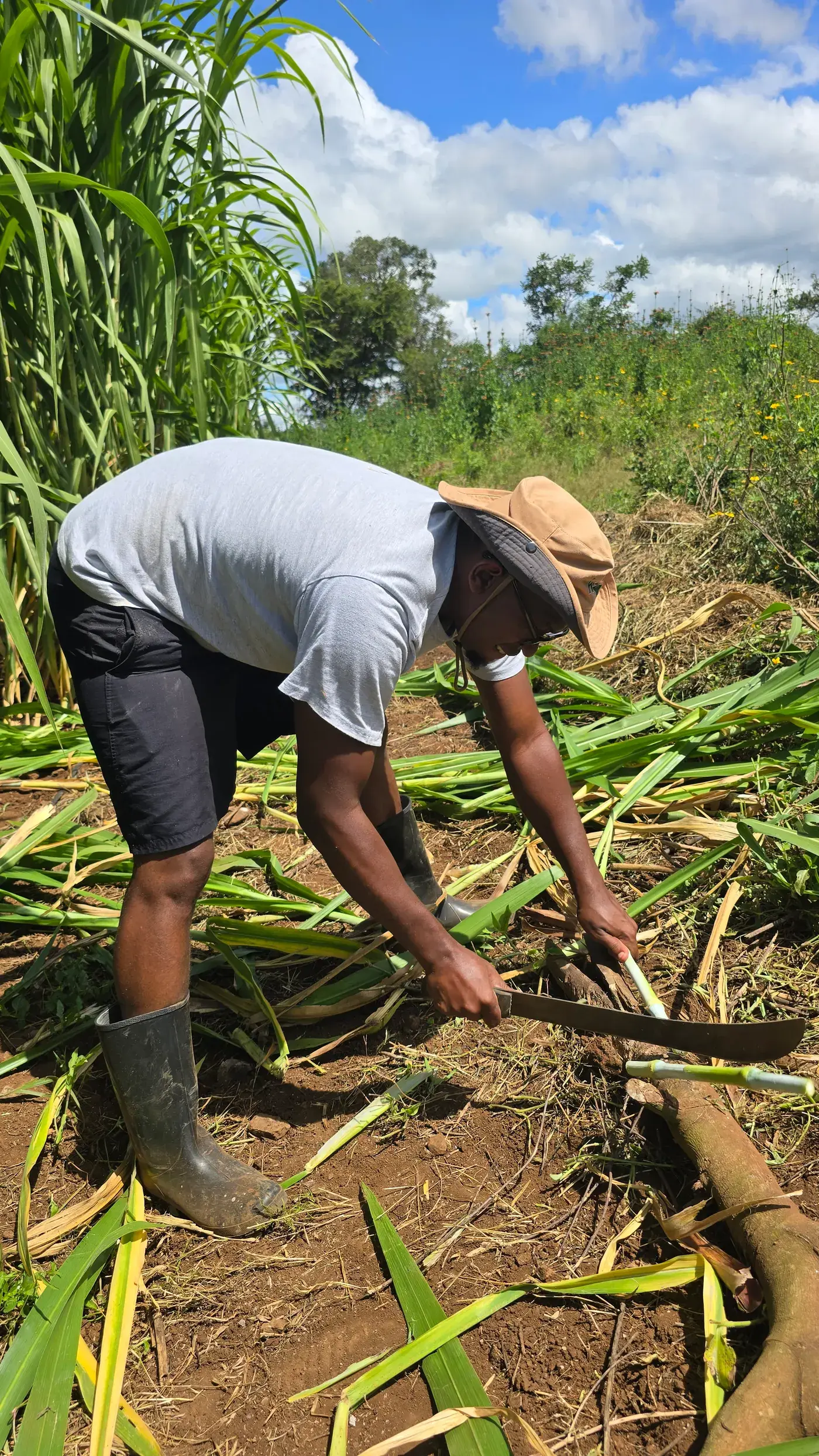 A farm worker cutting mature Juncao canes with a panga