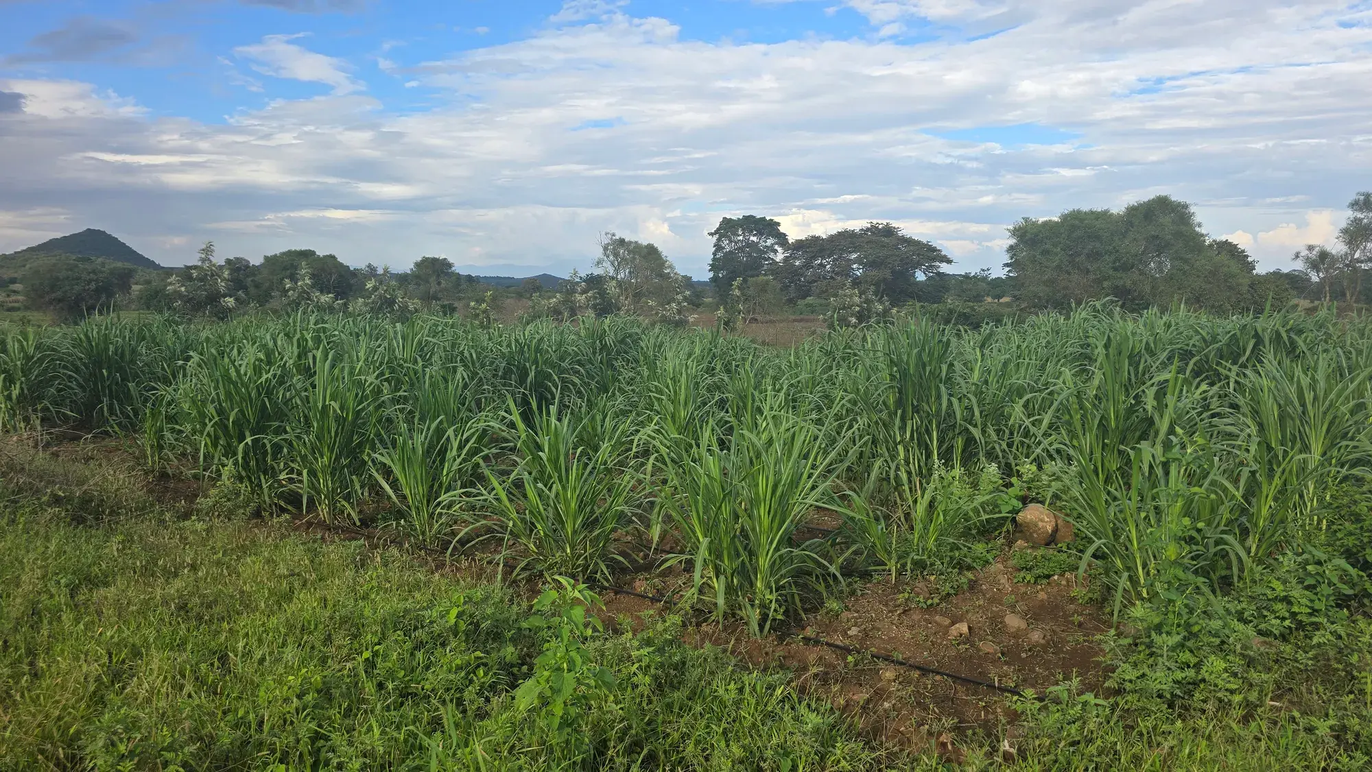Fodder blocks at Moran Farms stretching towards the hills