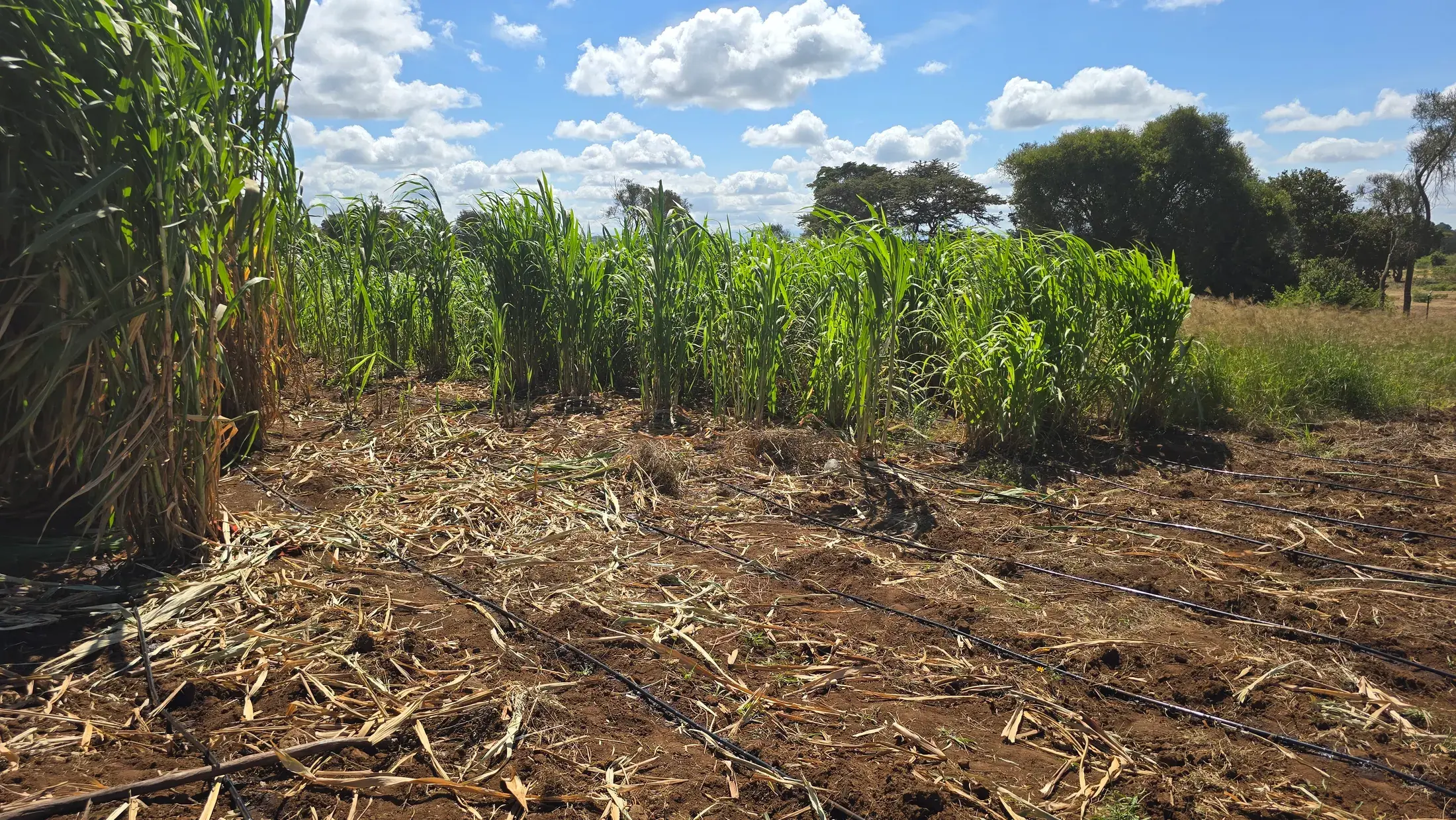 A block of Juncao fodder grass, part cut and already regrowing from the stools