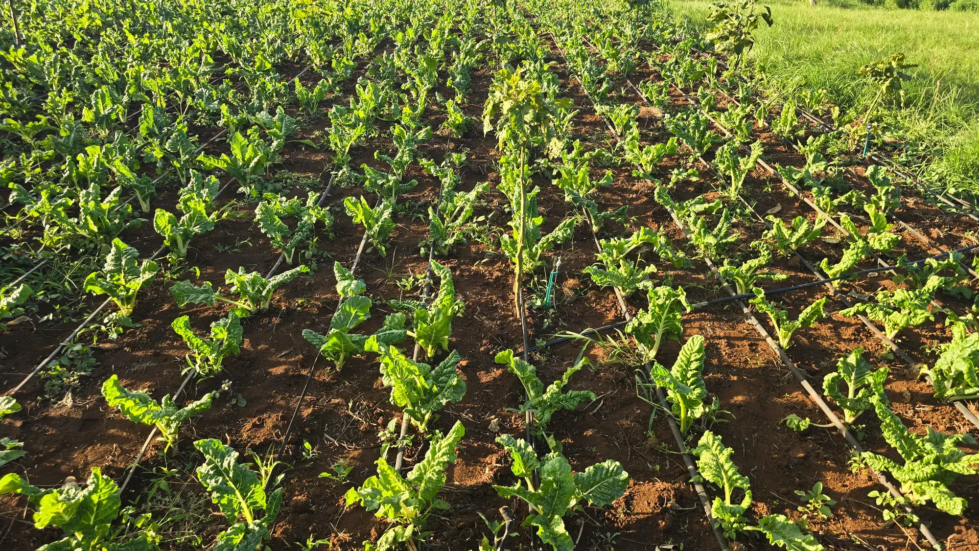 Young kale plants growing along drip lines in the late afternoon