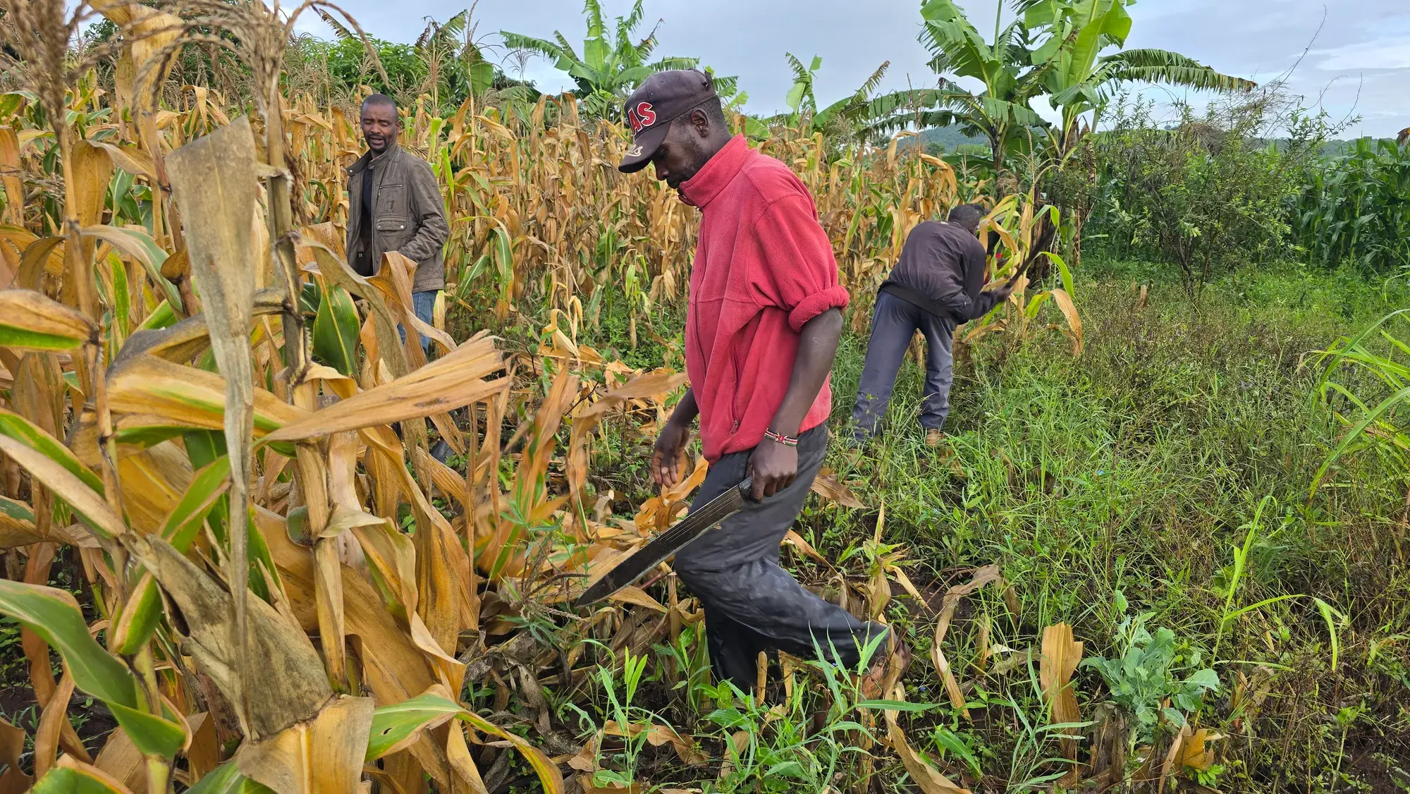 Young farmers harvesting a dry maize crop by hand