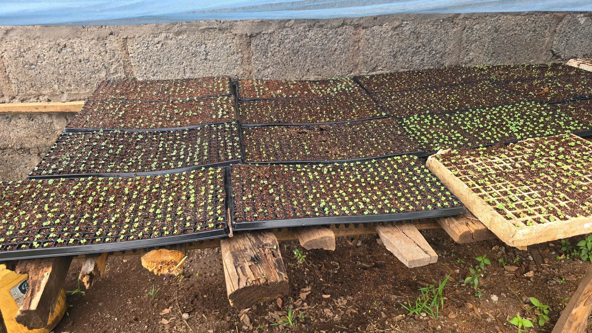 Seedling trays lined up in the nursery ready for transplanting