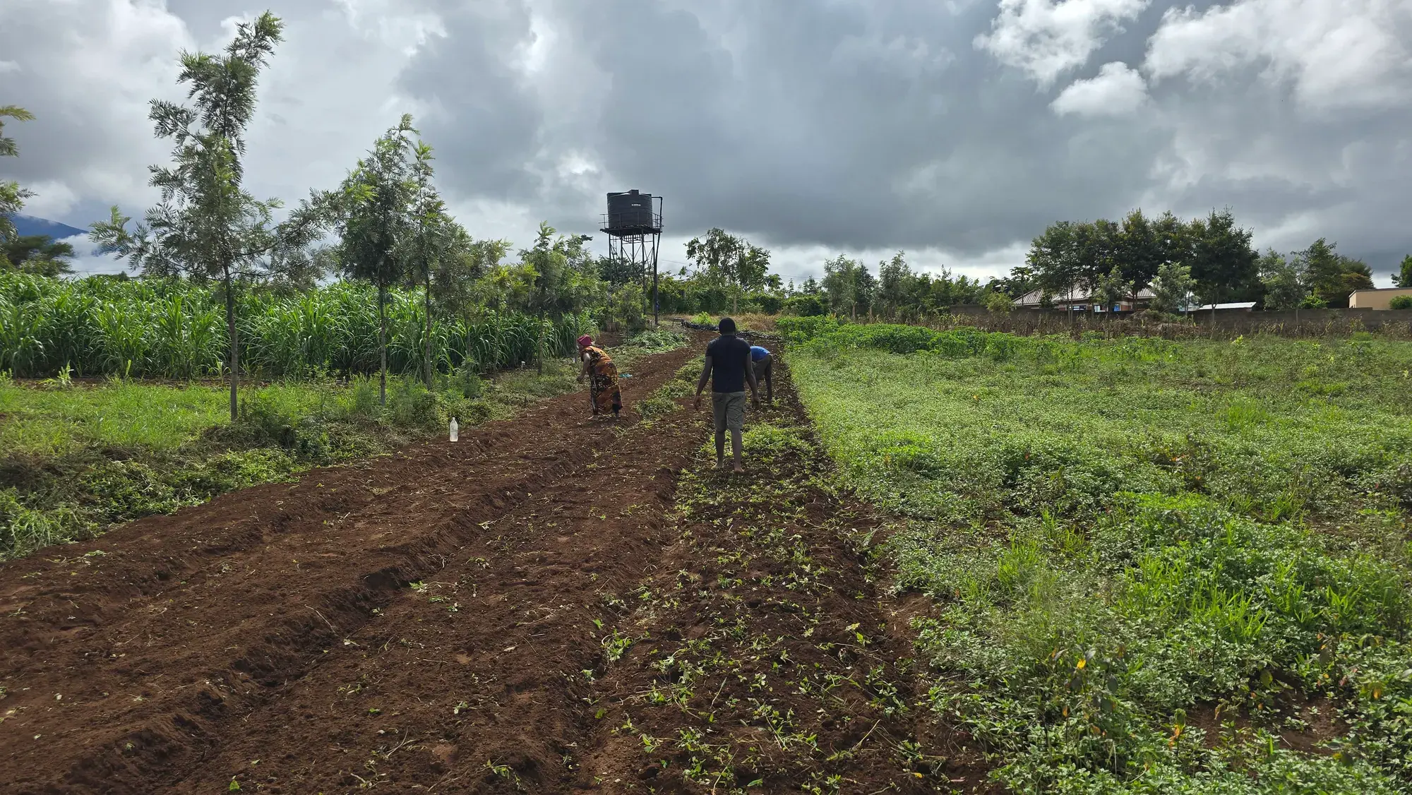 Two farmers preparing a ploughed strip of land under heavy rain clouds