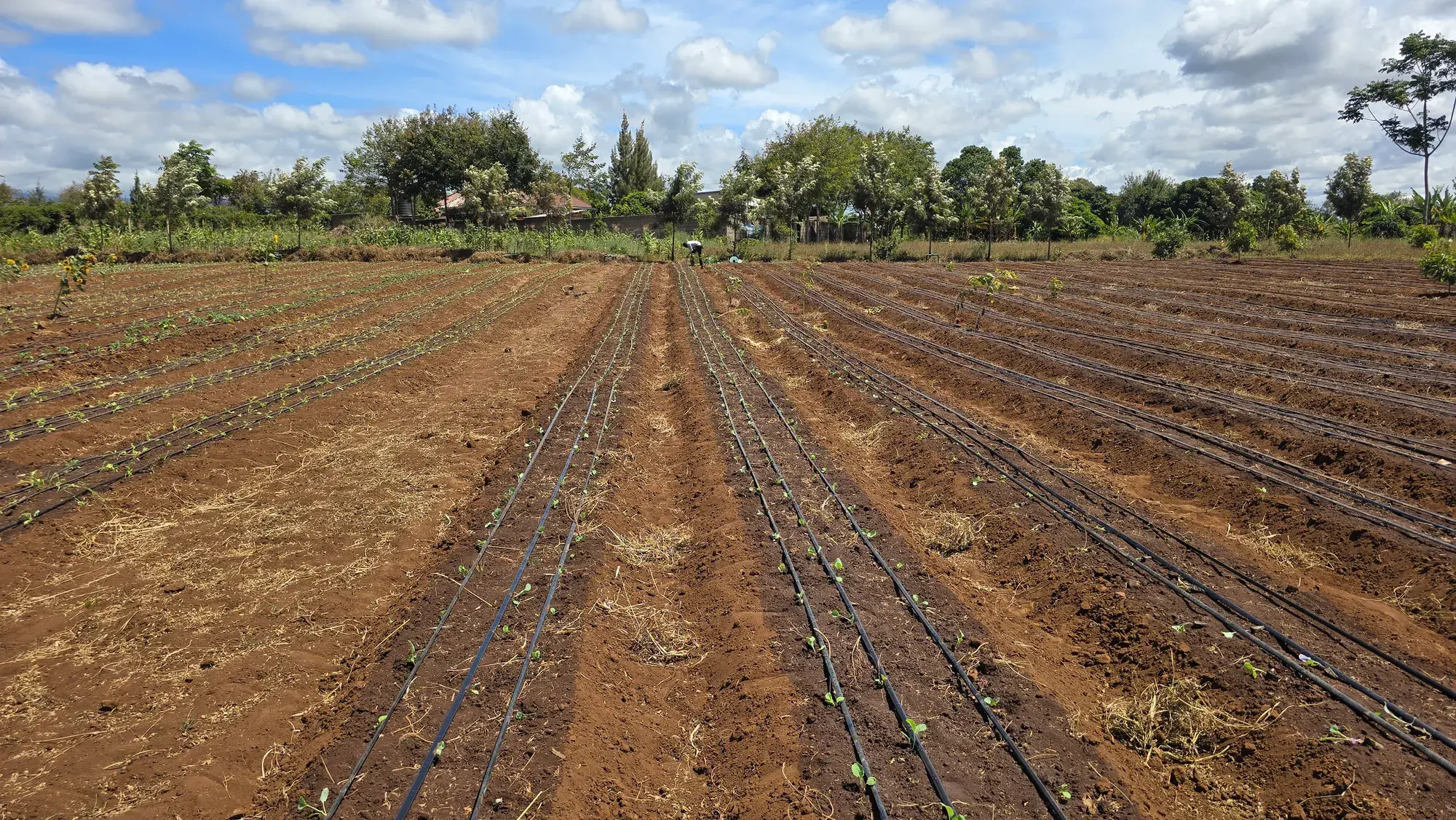 Freshly prepared beds with drip lines, ready for planting
