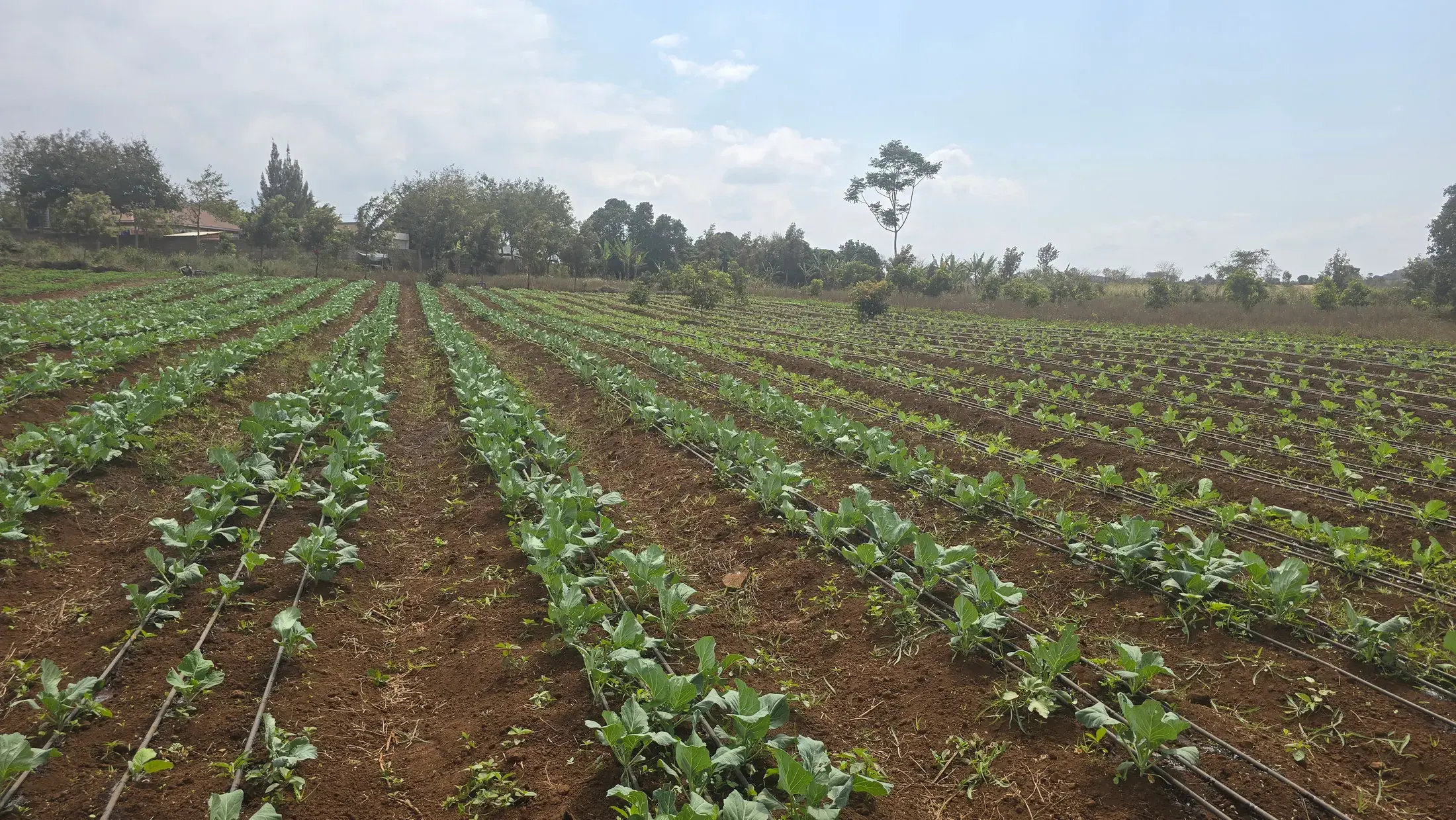Long drip irrigated rows of young sukuma wiki growing on red soil