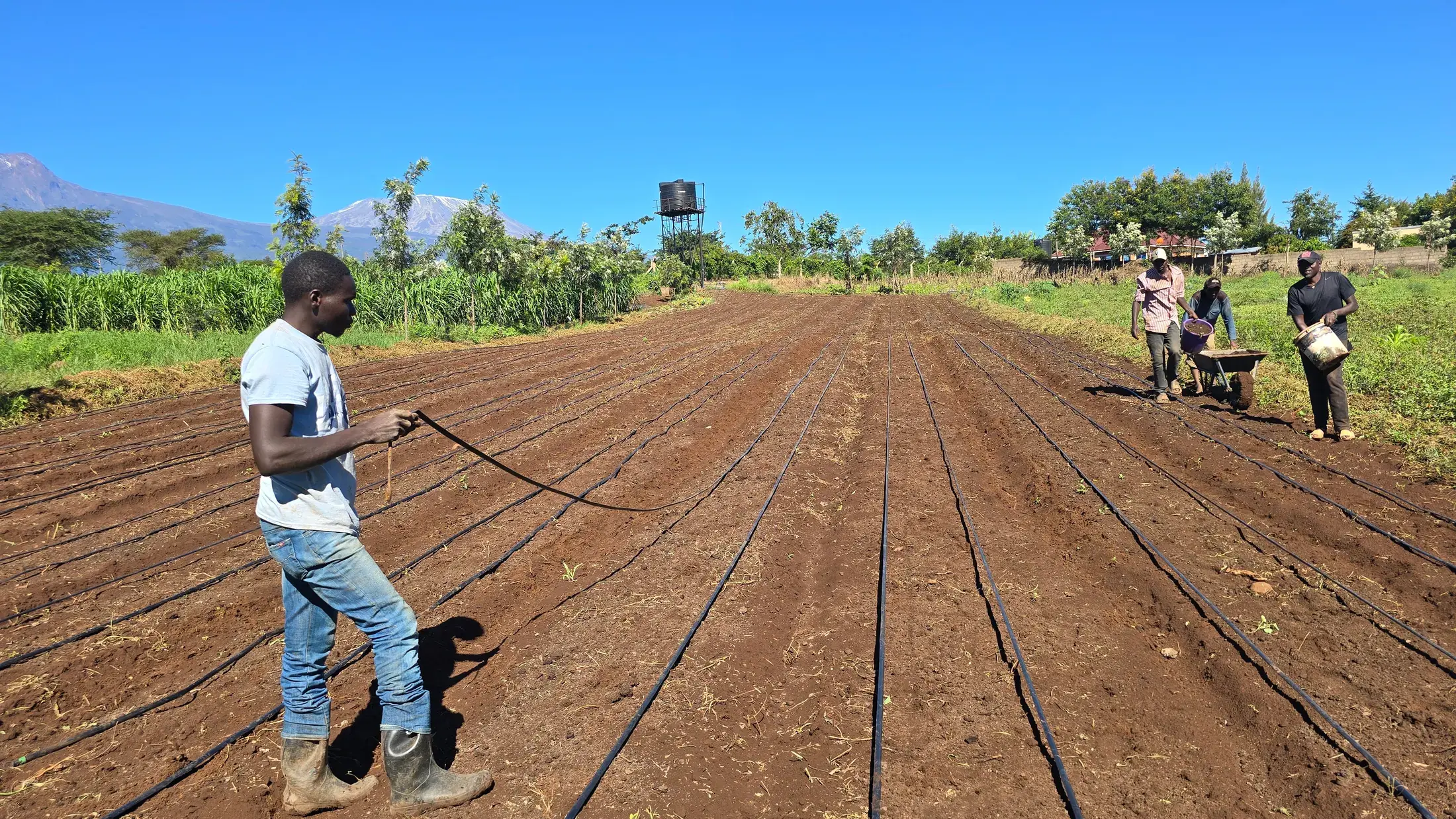 A young farmer laying drip irrigation lines across newly prepared beds with Kilimanjaro behind