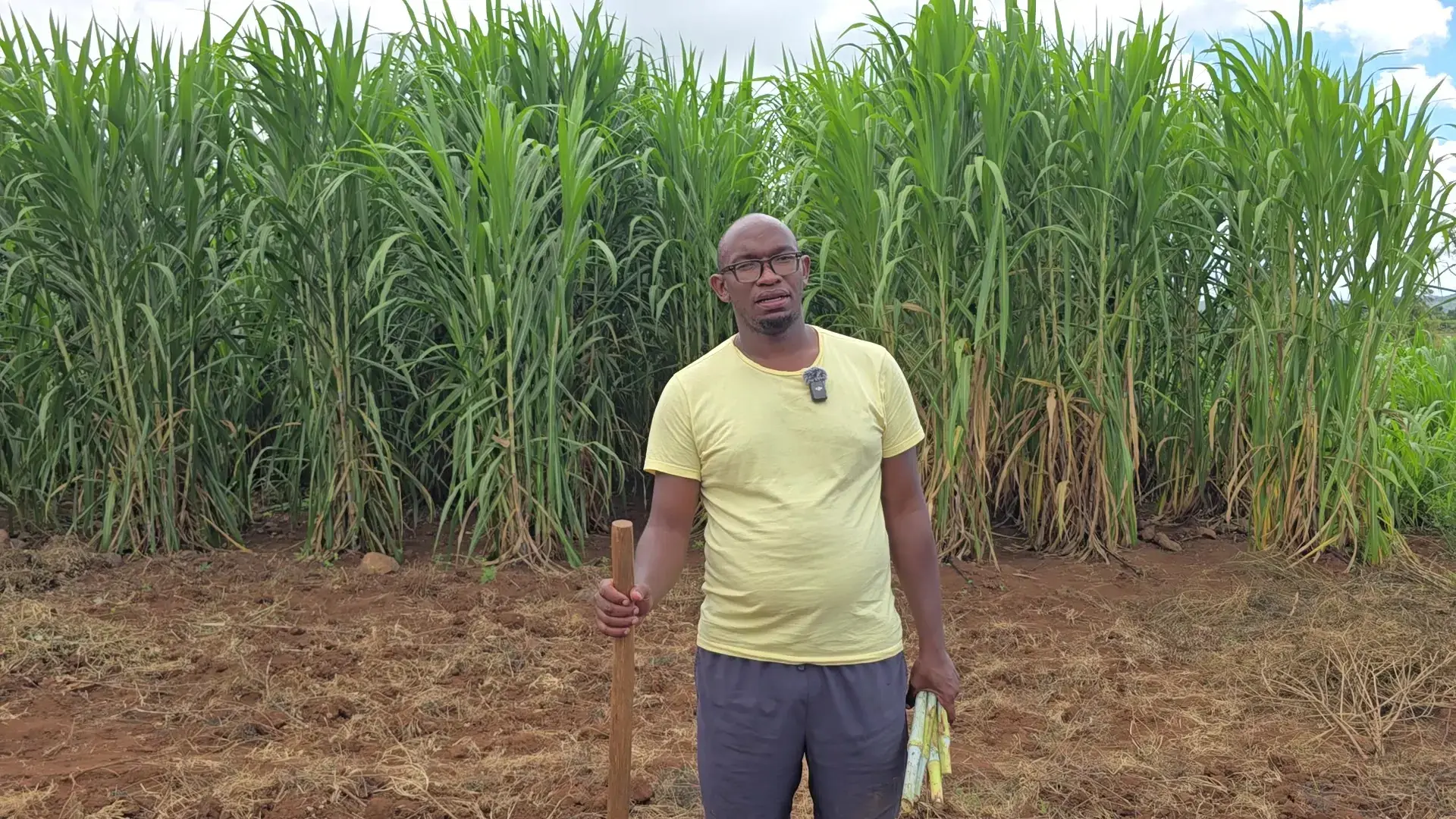 Siloma Stephen standing in front of a wall of mature Juncao fodder grass, the canes towering above his head