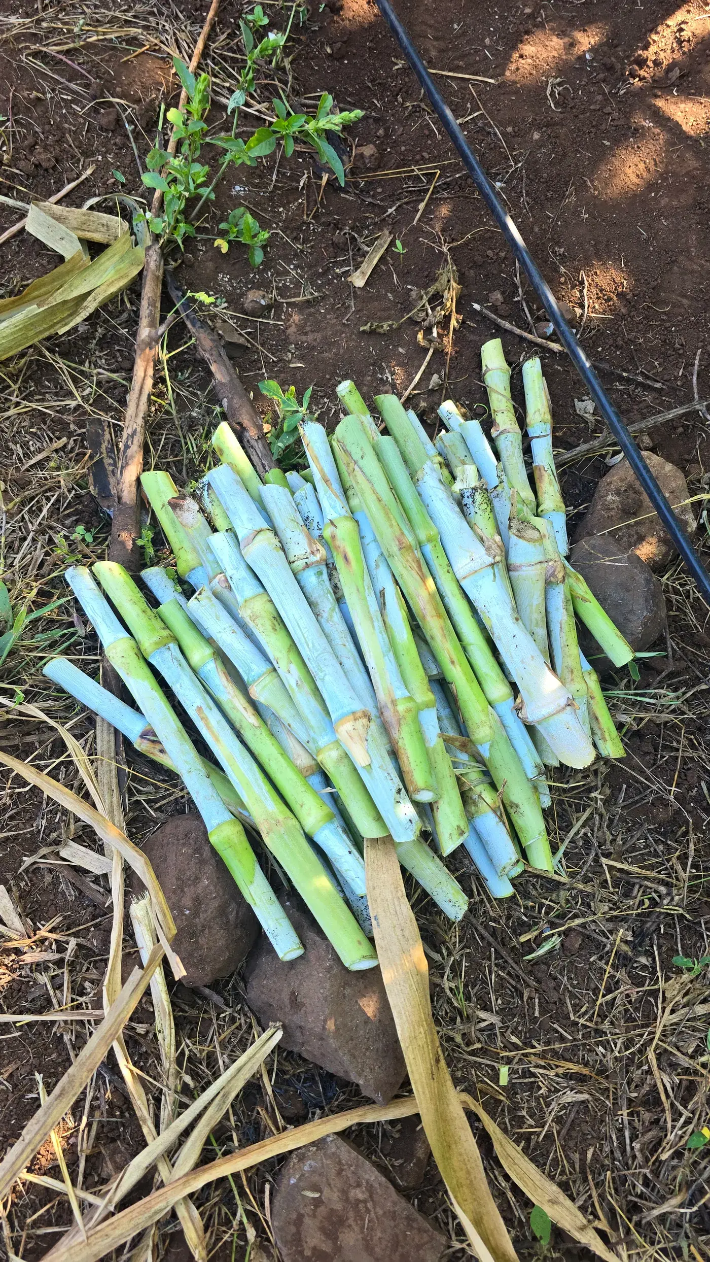Close view of cut Juncao cuttings stacked together, showing the buds at each joint
