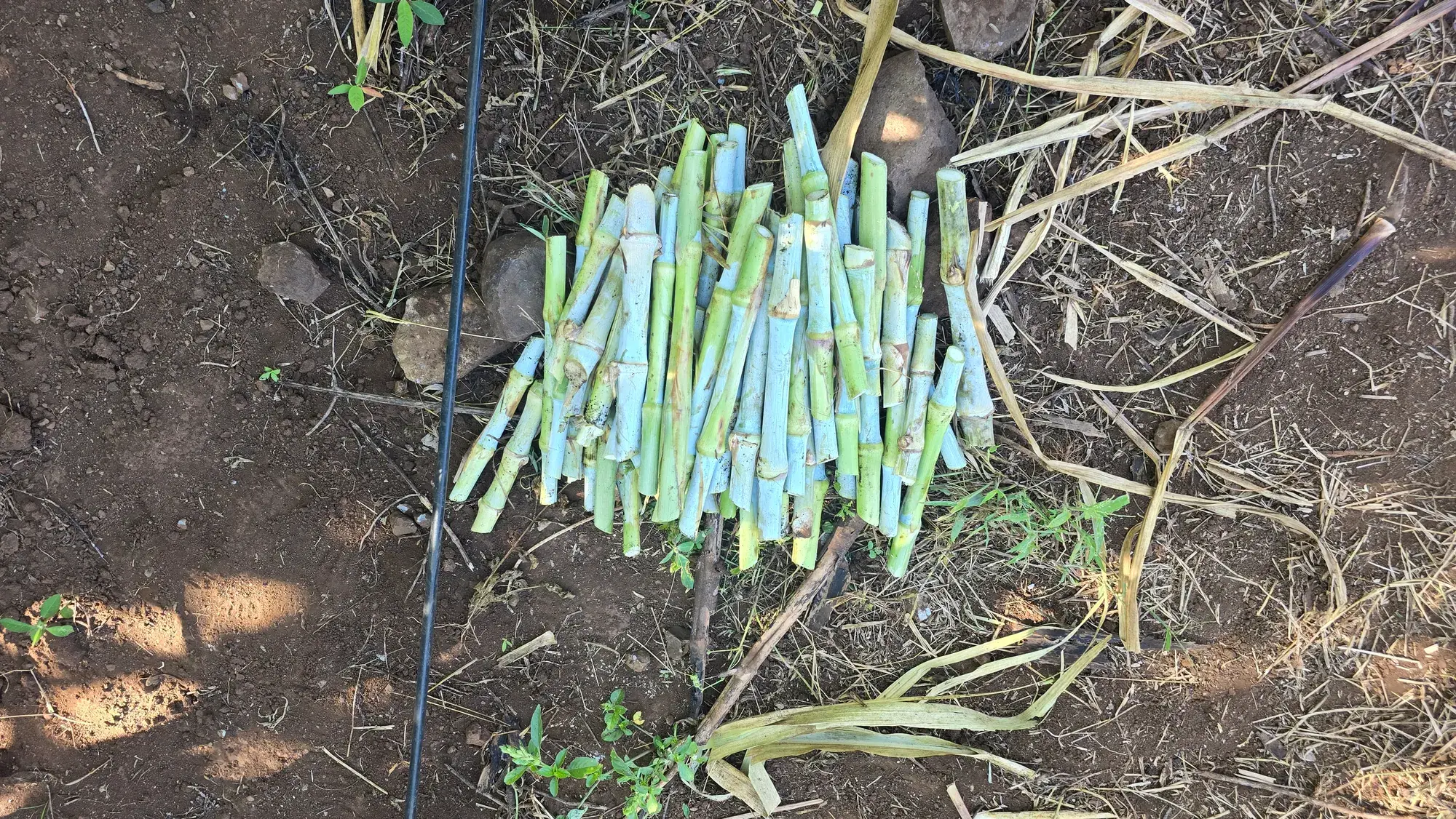 A bundle of freshly cut Juncao cuttings laid out on the soil beside a drip line