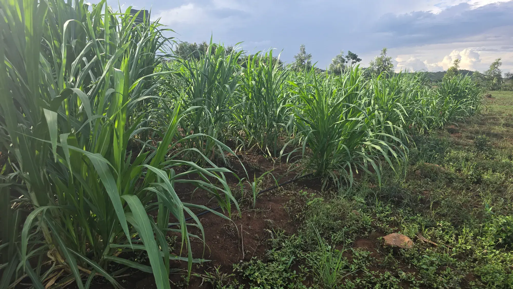 Young Juncao rows with a legume cover crop growing in the alleys between them