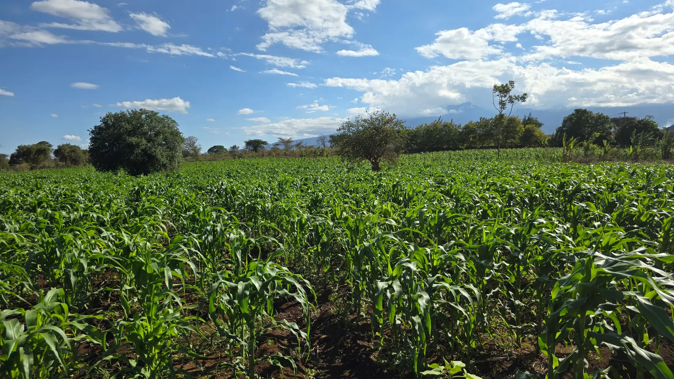 A green maize field under a bright blue sky with acacia trees along the boundary