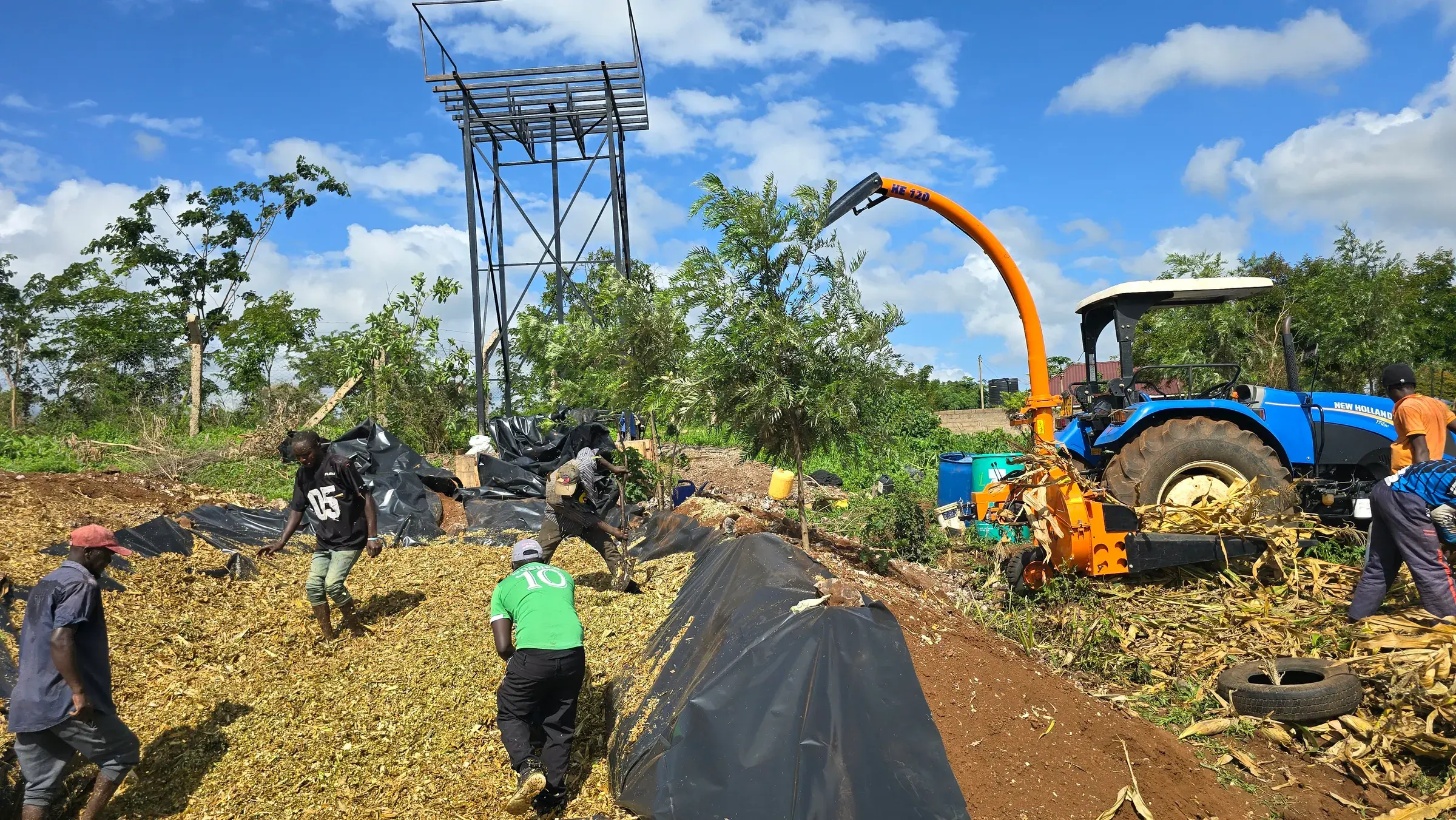 A tractor drawn forage harvester blowing chopped maize onto the silage pit at Moran Farms