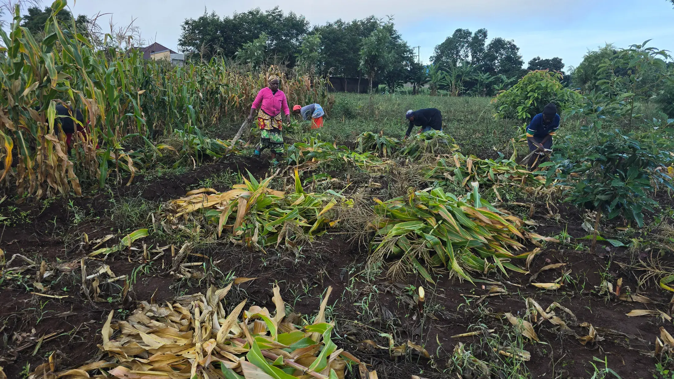 Women harvesting maize at Moran Farms, cutting stalks and stacking them in the field